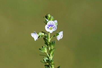 Obraz premium Close up tiny flowering Veronica serpyllifolia, thyme-leaved speedwell, thymeleaf speedwell. Plantain family, Plantaginaceae. Green background. Summer, July, Netherlands