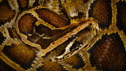 python close up