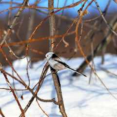 bird on a branch