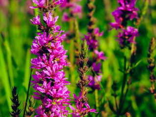 A close-up macro photograph of a pink plant, capturing the delicate details and vibrant color of its petals. The image highlights the intricate texture and beauty of the plant, showcasing its natural 