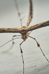 Details of a Feather Moth on a white wall (Pterophoridae)
