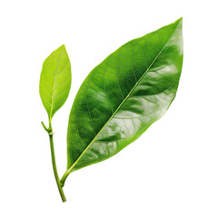 Obraz premium Two Green Leaves, isolated on transparent background.