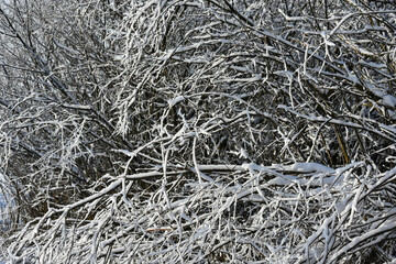 Snow-covered branches, Warmia, Poland