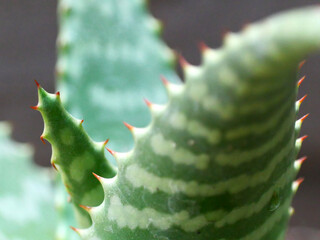 Naklejka premium green cactus of beautiful small plants in pots.