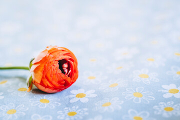 Jolie fleur renoncule orange posée sur la table et arrière plan flou