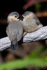 a pair of birds kissing