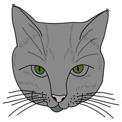 Portrait of a gray cat, animal head with green eyes for design