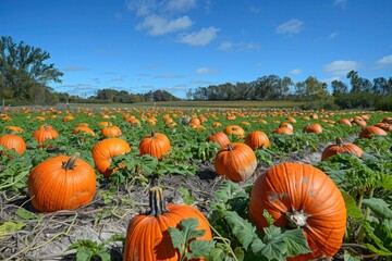 Autumn's Harvest: A Sprawling Pumpkin Patch in Golden Hues, Perfect for Halloween Delights and Thanksgiving Feasts