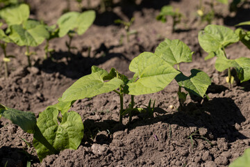 a field with peppers in the summer season