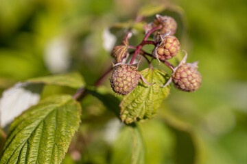 raspberry bush in the garden before the berries ripen