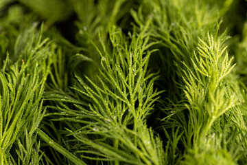 in drops of pure water green dill to add as spices