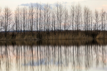 a row of trees without foliage and a lake shore at sunset in spring