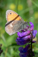 Small Heath Butterfly on a Flower