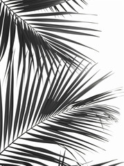 Obraz premium Black and white palm leaves on a light background. Minimalism,