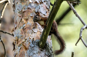 brown squirrel close up in green forest on a sunny summer day