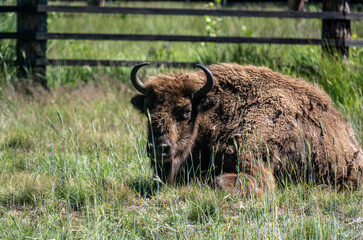 Belarusian bison close-up in a green forest on a sunny summer day