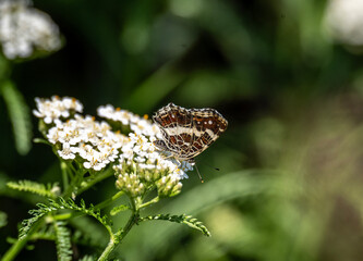 beautiful insects close up in a green forest on a sunny summer day