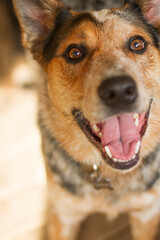 Portrait of a young, smiining Australian Cattle Dog. Vertical.