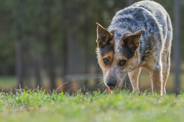 Portrait of a young, Australian Cattle Dog in a grassy field. Horizontal.