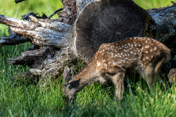young deer close-up in a green forest against the background of shadows of large deer on a sunny summer day