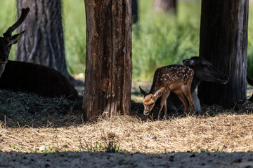 young deer close-up in a green forest against the background of shadows of large deer on a sunny summer day