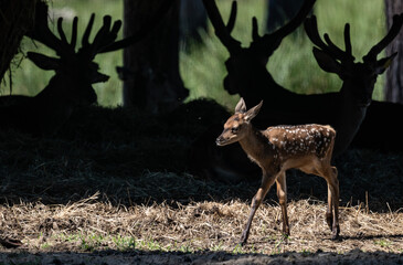 young deer close-up in a green forest against the background of shadows of large deer on a sunny summer day