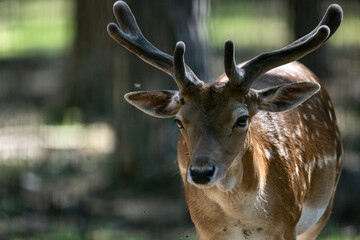 red deer close-up in a green forest in natural conditions on a sunny summer day
