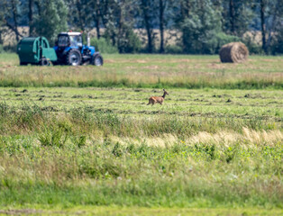 red deer close-up in a green forest in natural conditions on a sunny summer day