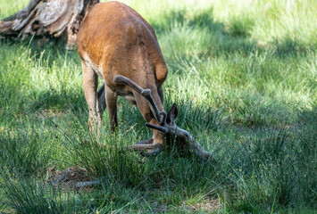 red deer close-up in a green forest in natural conditions on a sunny summer day