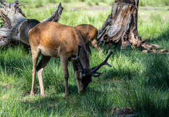 red deer close-up in a green forest in natural conditions on a sunny summer day