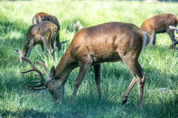 red deer close-up in a green forest in natural conditions on a sunny summer day
