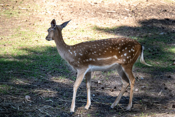 red deer close-up in a green forest in natural conditions on a sunny summer day