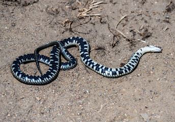 common viper in natural conditions on a sunny summer day
