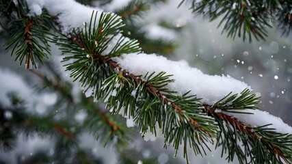 Obraz premium Snow-covered spruce branches in the forest