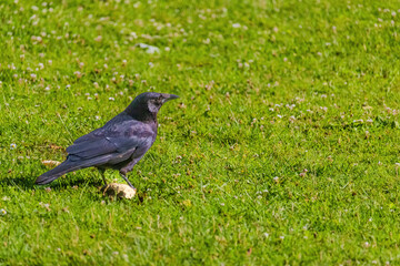 black bird perching on green meadow
