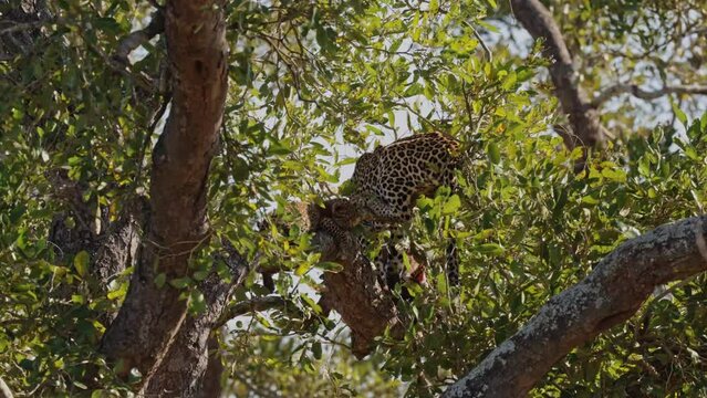 leopard cub and leopardess in a tree