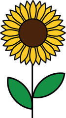 Yellow sunflower vector illustration. Sunflower drawing
