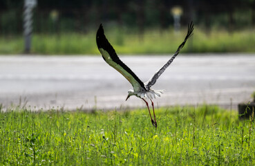 white stork in natural conditions on a sunny summer day