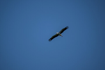 white stork in natural conditions on a sunny summer day