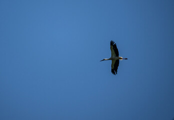 white stork in natural conditions on a sunny summer day
