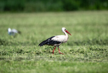 white stork in natural conditions on a sunny summer day