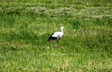 white stork in natural conditions on a sunny summer day