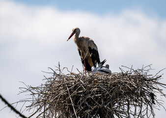 white stork in natural conditions on a sunny summer day