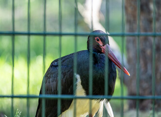 rare black stork against the sky on a sunny summer day