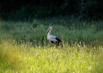 white stork in natural conditions on a sunny summer day
