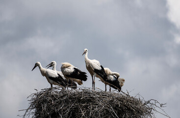 white stork in natural conditions on a sunny summer day