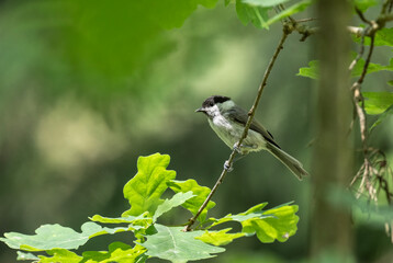 A marsh nut sits on a tree branch in a green forest on a sunny summer day