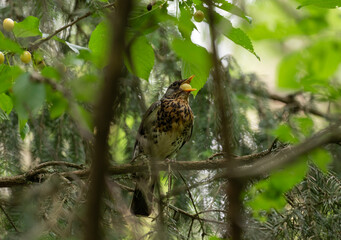 Pied fieldfare eating berries in the forest on a sunny summer day