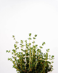 Organic green thyme on white background