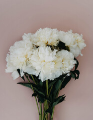 Bouquet of white peony flowers on pink background